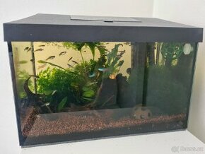Zaběhnuté akvárium komplet včetně rostlin, ryb a krevet