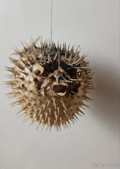 RYBA FUGU - 1