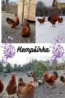 Nasadove vejce hempsirka