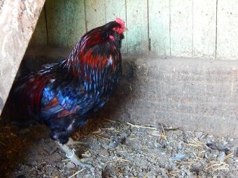 Araucana divoká