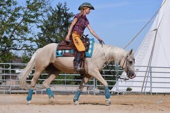 Nádherný PALOMINO 8mi letý valach AQHA