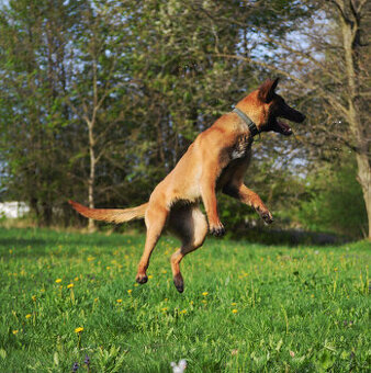 Belgický ovčák malinois - skvělá fena - 1