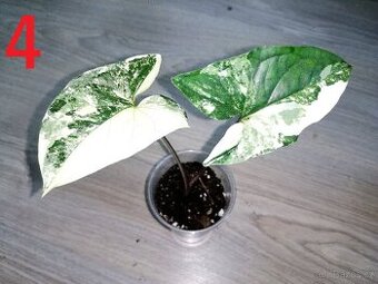 Syngonium podophyllum Albo variegata