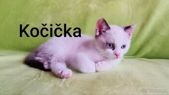 Britská kočička bez PP