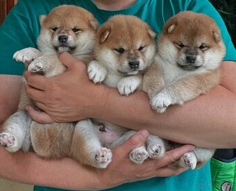 Shiba   s PP / FCI /