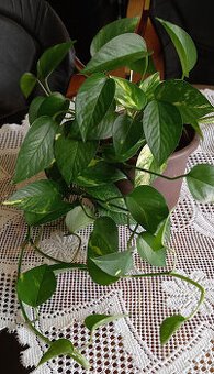 Epipremnum,potos,scindapsus...