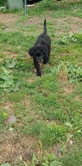 Labrador x labradorsky retrievr