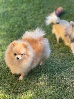 Pomeranian s PP