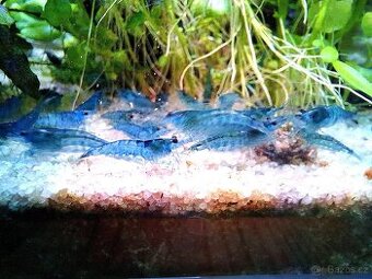 Krevetky Neocaridina Davidi var. Blue Dream