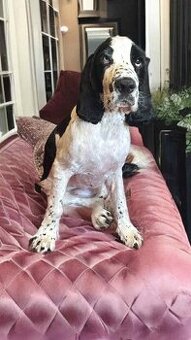 Anglický Kokršpaněl