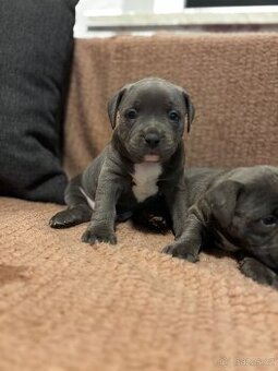 Stafordsirsky bulterier