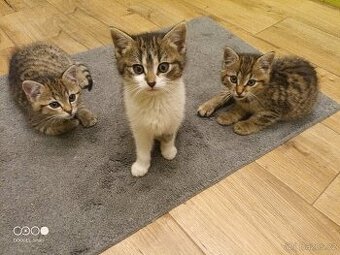 Daruji koťátko, kotě, koťátka