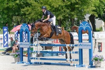 Prodáme sportovního koně do drezury, do parkuru pro dítě, ju