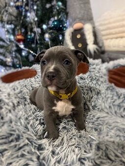 Americký stafordšírský teriér