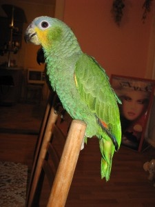 Prodám levně Amazoňana oranzovokridleho (venezuelského)