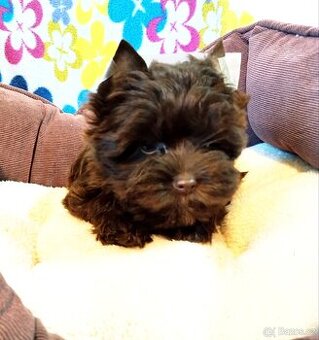 Jorkšírský teriér