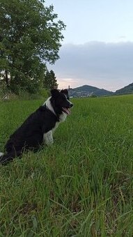 Pes bordercolie s PP