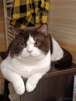 Britská koťátka s PP