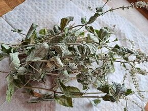 Mata, oregano - cerstve ususena z moji zahradky