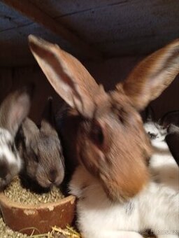 Samice s králíčky