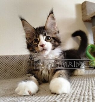 Mainský mývalí kocourek s PP