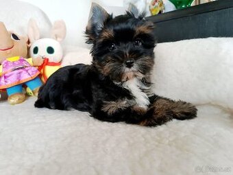 Jorkšírský teriér