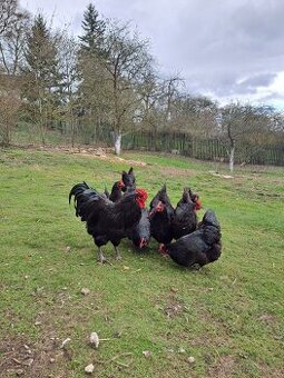 Násadová vejce Australky, Hempšírky a Plymutky bílé