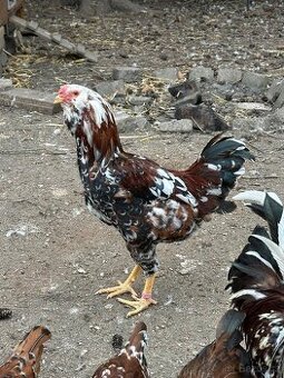 Kohout Orlovka / russian orloff