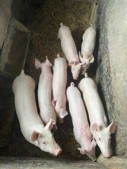 PRODÁM MLADÉ SVIŇKY ČISTÉ LINIE F1