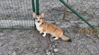 Welsh Corgi Pembroke