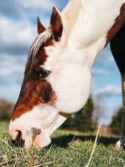 Nabízím připouštění  hřebcem paint horse SK WAR LEO JAC