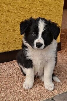 Border kolie