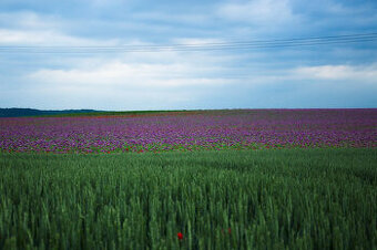 AGRONOM