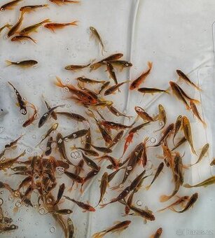 Koi kapři