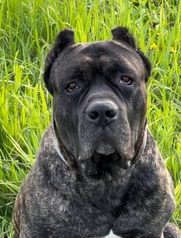 BANDOG,BANDOGGEE MASTIFF,AMERICAN BANDOG MASTIFF NA KRYTIE - 1