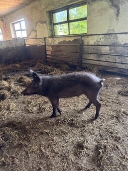 Kanec Mangalica