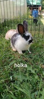 Zakrslí králíci 2x samice, 2x samci