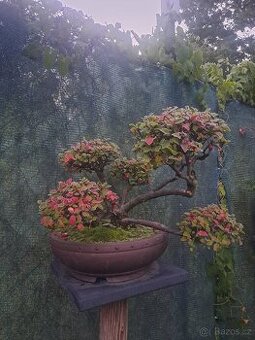 Bonsaj,bonsai Skalník