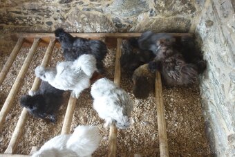 Hedvábnička velká vousatá - EU