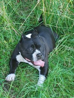Prodám american bully pocket mini