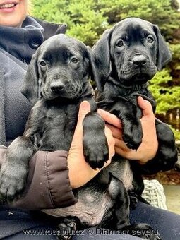 Tosa inu - TOP štěňátka vzácné černé barvy s PP