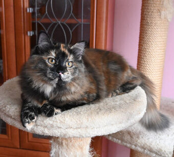 Sibiřská kočička s ojedinělým zbarvením