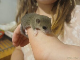 Plšík africký, mláďata