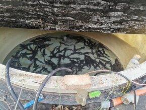 Jeseter sibiřský násada i tržní.