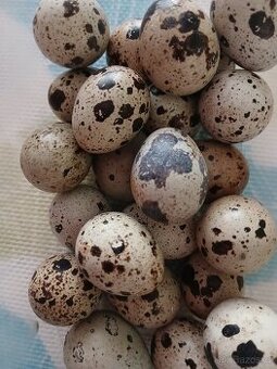 Domácí krepelci vejce