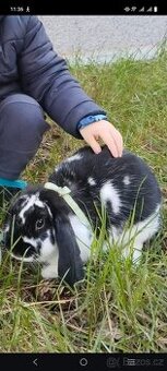 Daruji zakrslého králíčka