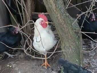 Kohouti (půlroční)