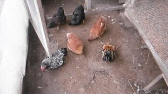 Prodám 2 kohouty a 4 slepice zdrobnělých vyandotek