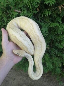 Prodám dospělého samce krajty královské