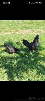 Ayam cemani